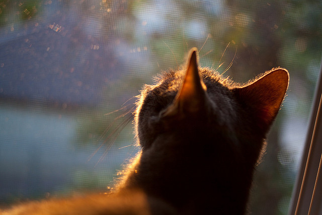星空下的红色焰火，当欧冠战至沸点，一个人正打出自己的史诗