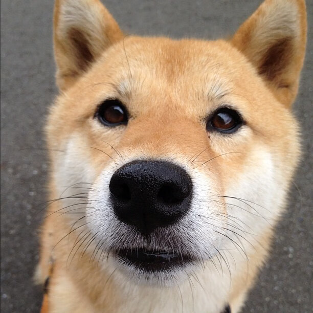 篮球宇宙的并行叙事，狼群的耐心撕咬与巨星的秒针舞蹈