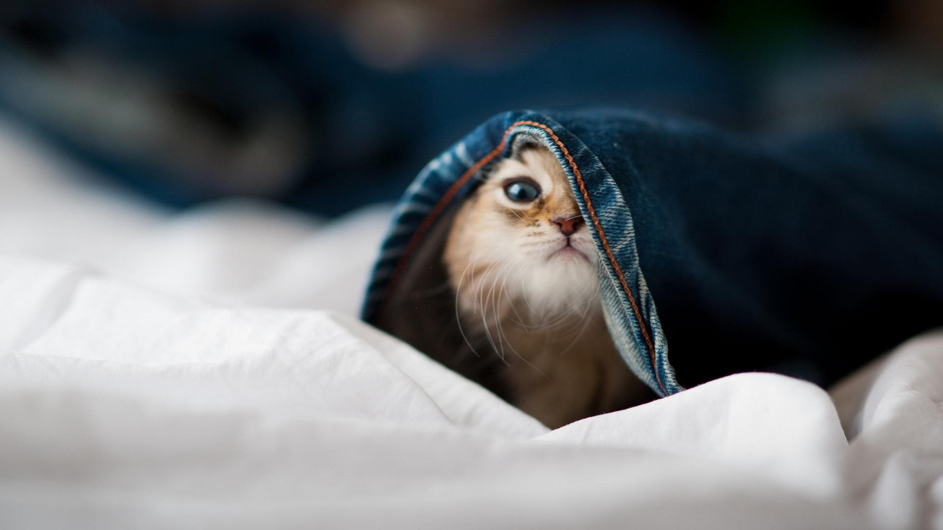 开云体育平台APP-唯一！卡瓦哈尔绝杀定乾坤，拜仁美国行终显王者气象