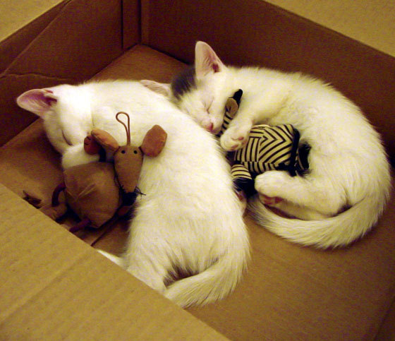 开云体育app-圣诞夜的新王加冕，拉梅洛·鲍尔用全面爆炸数据接管库里时代