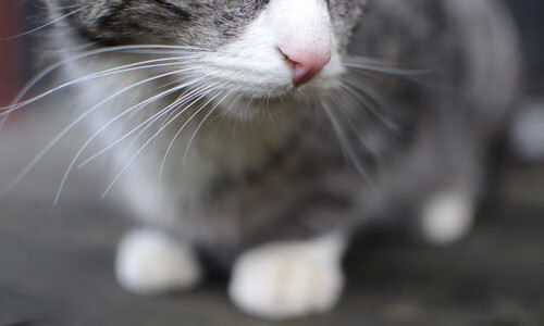 西甲国家德比之夜，班凯罗节奏完全掌控下的绿茵交响乐