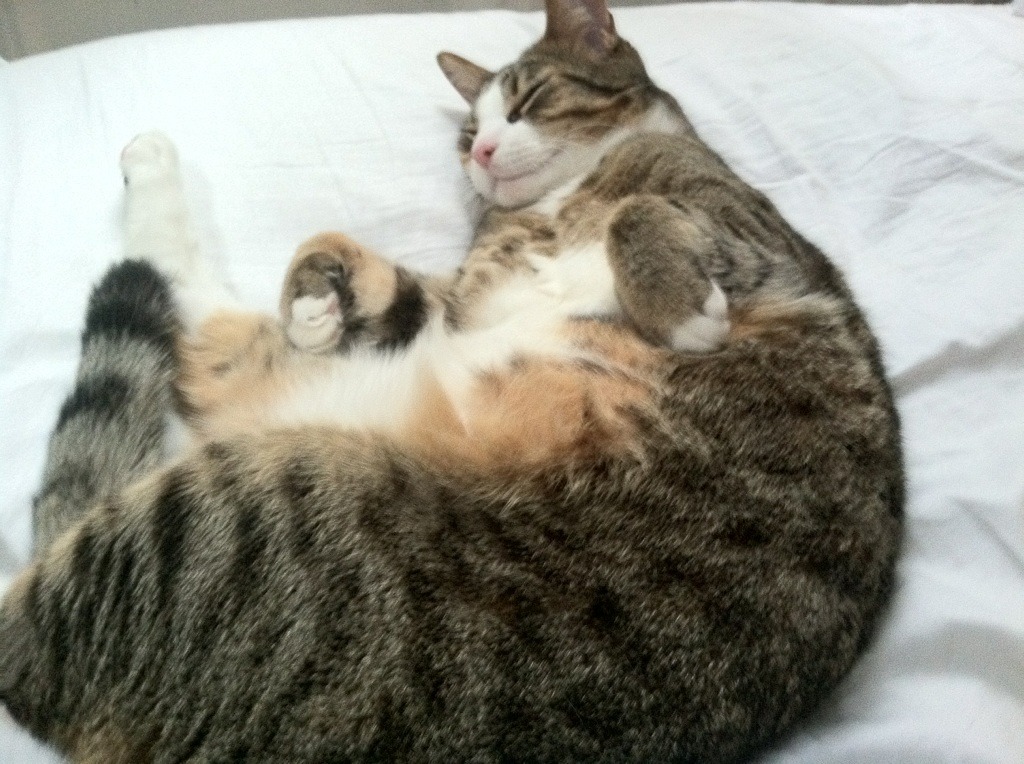 长城筑起，灰熊的吼声在孟菲斯的灰烬中沉寂，英格拉姆的觉醒与北京队的不破之盾