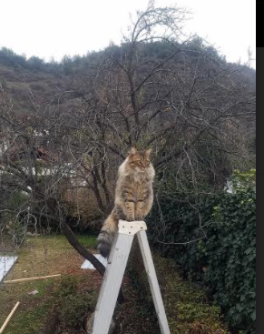 开云体育登录-东方壁垒，阿拉巴以大师级防守锁死拉齐奥进攻，日本队展现亚洲硬度