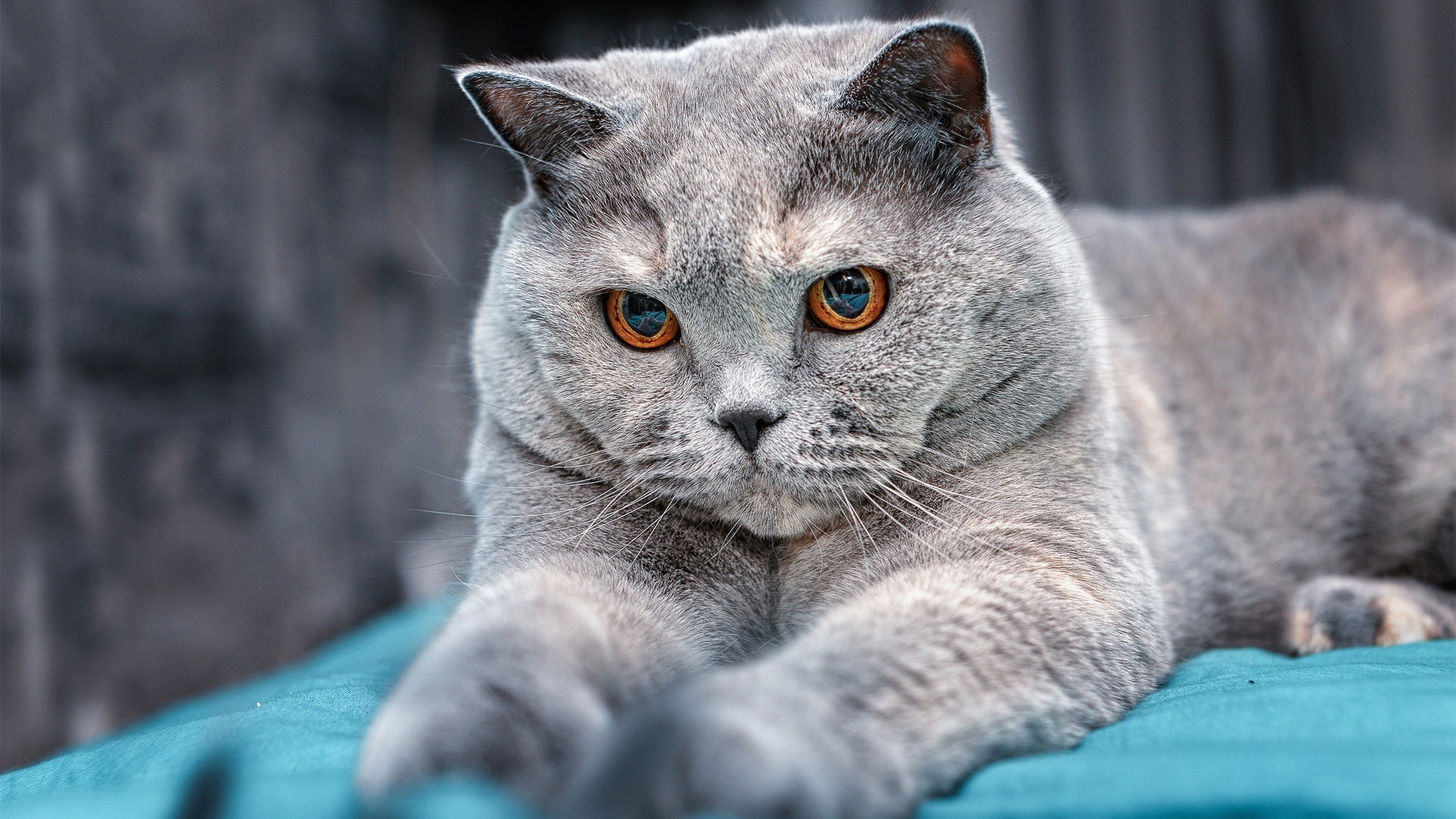 终场魔法,戈麦斯沉睡的武器苏醒,那不勒斯用13分钟撕裂德意志堡垒