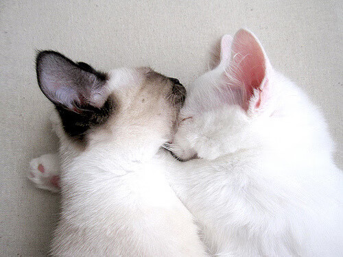 开云体育app-加时奇迹与接管时刻，现代体育的平行时空