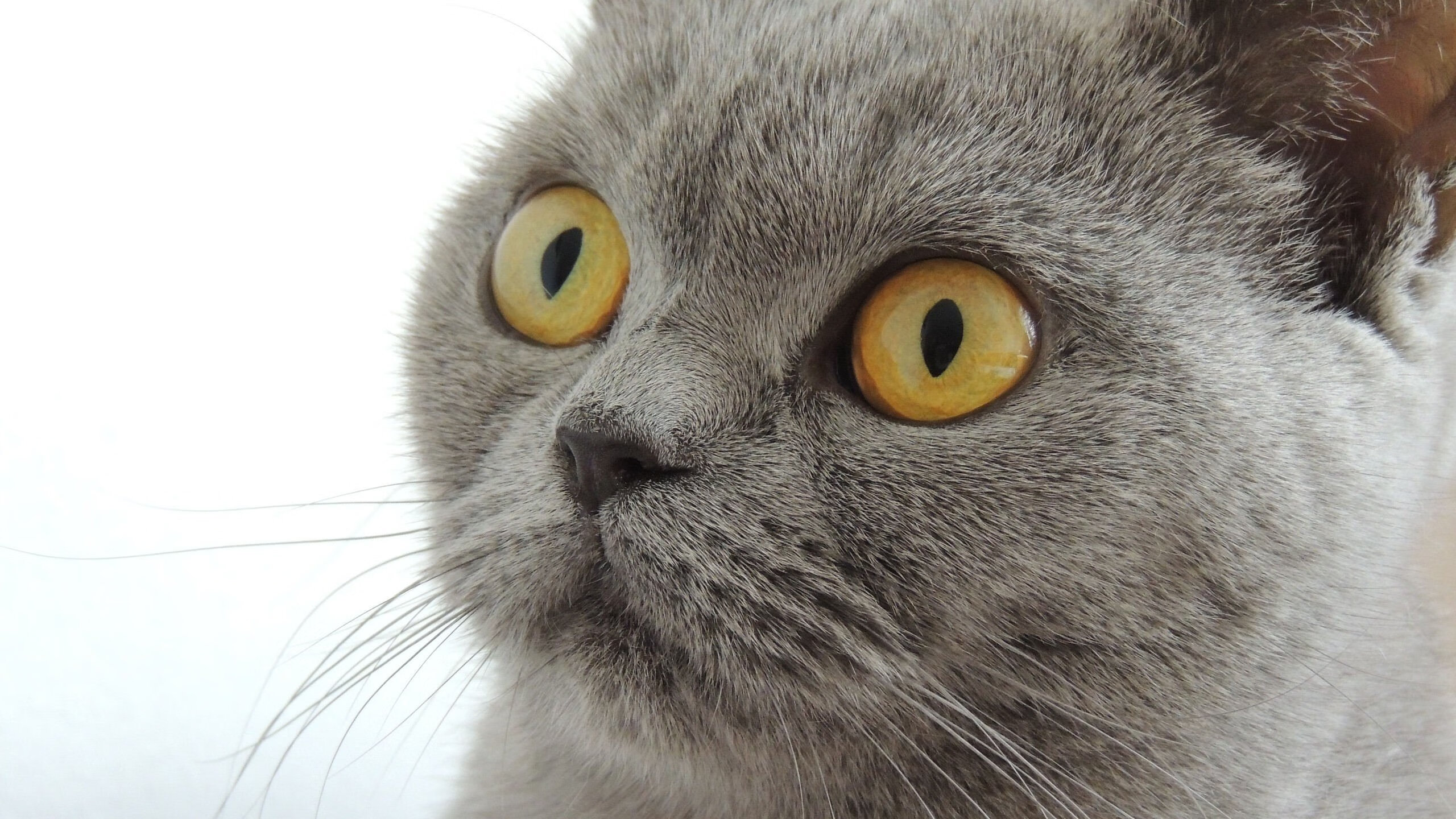 开云体育-铁壁与利刃，葡萄牙的连续得分压制与加克波的硬仗哲学