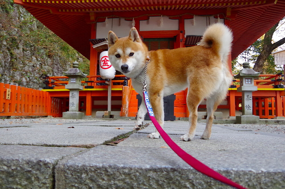 开云体育平台APP-关键先生一锤定音！富安健洋绝杀助拉齐奥强势拿下AC米兰