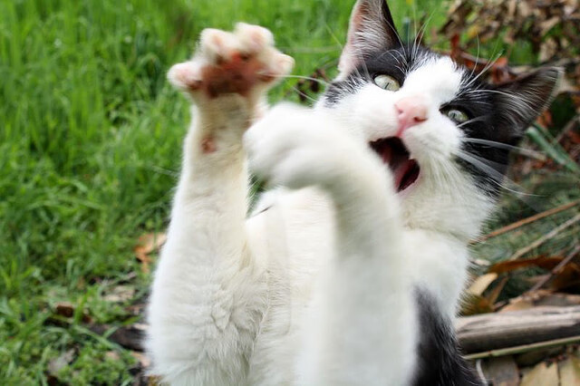 开云体育入口-巨人苏醒，文班亚马绝境之光，活塞生死战碾碎黄蜂