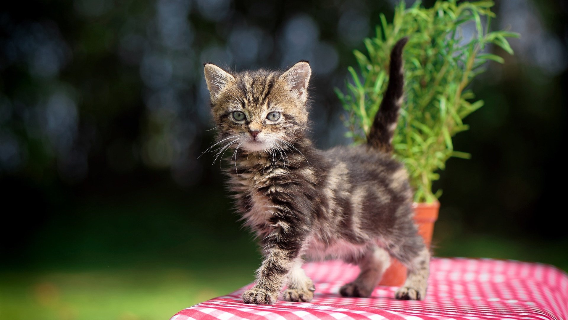 开云体育登录-毒刺与绞索，布伦森如何用一场非典型战役封神