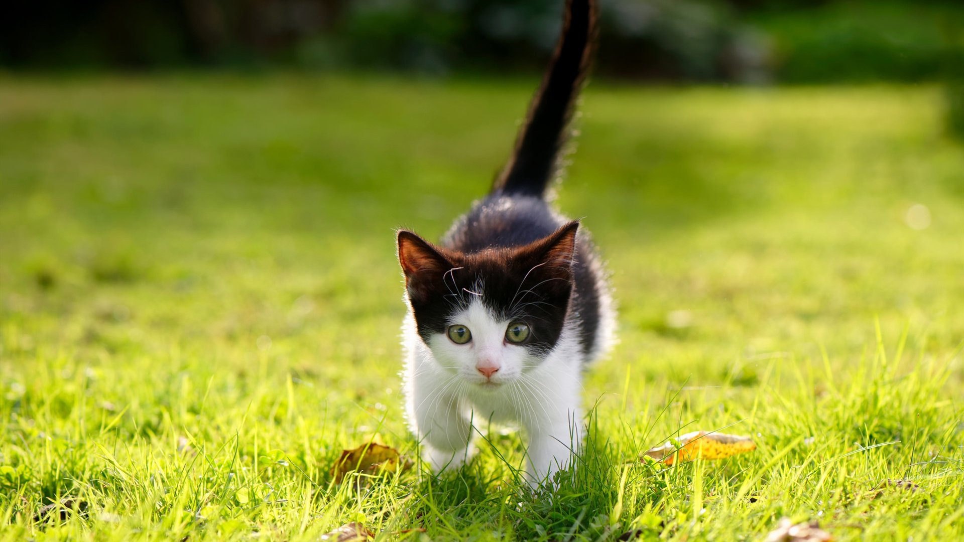 F1新赛季揭幕战，戈贝尔化身防守引擎，北京队强压战术让国王队窒息