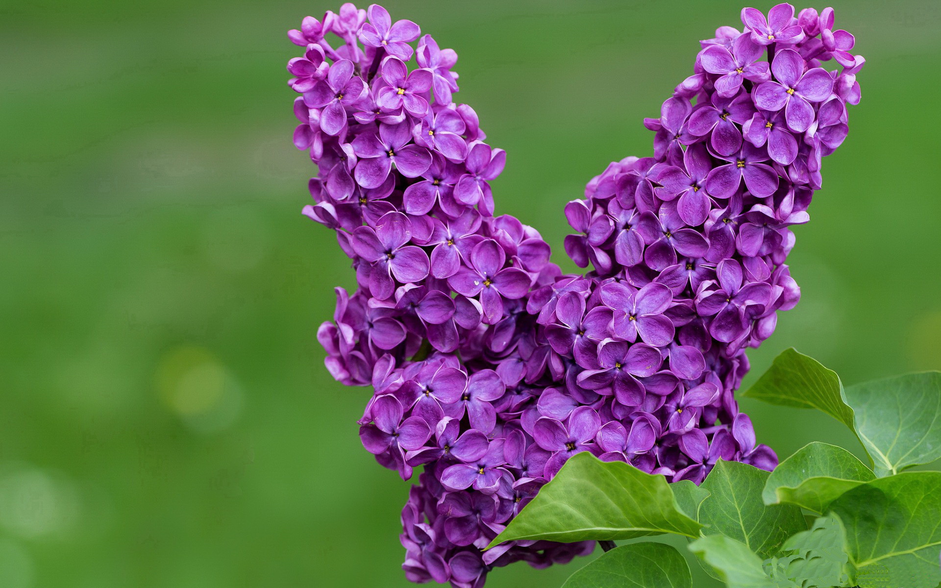 洪都拉斯足球新篇章，征服尼斯，内马尔成救世主