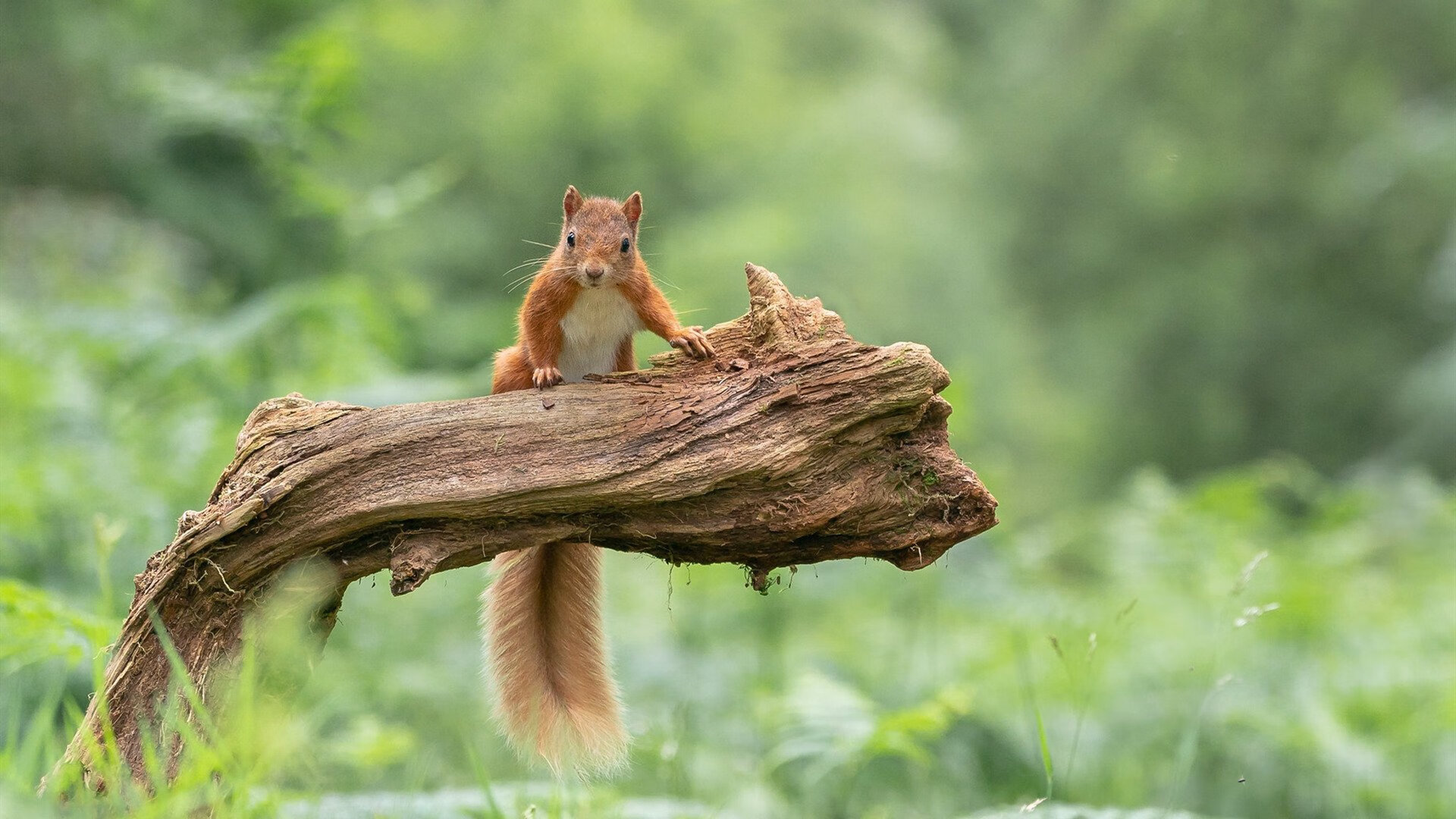 改写历史！拉文单骑破阵！新疆横扫湖人创下东方奇迹