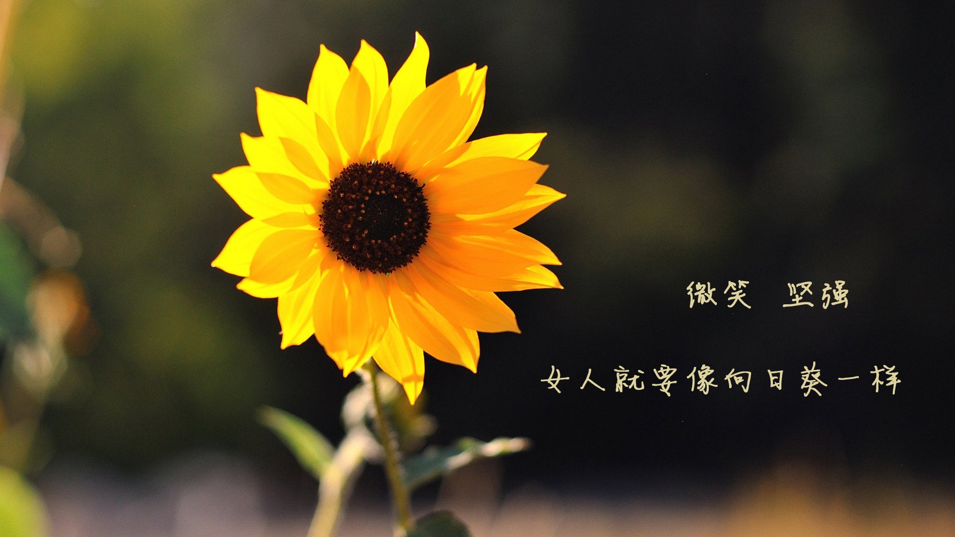 开云sport-安第斯山脉的呼吸，与大不列颠的孤勇，2026世界杯C组，一场定义唯一的南美风暴